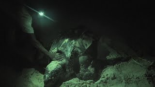 Operation Jairo Caribbean  Leatherback Turtle laying Eggs [upl. by Northrop280]