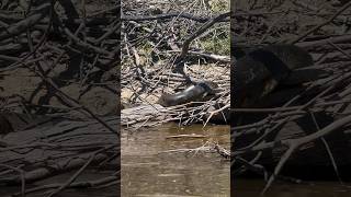 Massive Anaconda in Guyana anaconda snake reptiles wildlife amazonas [upl. by Nnayllehs]