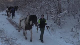 KONJIMA JOŠ UVIJEK IZVLAČE TRUPCE IZ ŠUME [upl. by Nemrak]