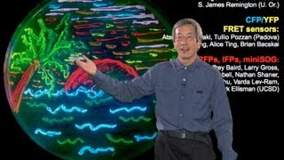 Microscopy Fluorescent Proteins Roger Tsien [upl. by Devinna]