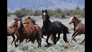 Steens Mountain Mustangs [upl. by Anaugahs]