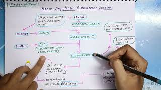 Renin Angiotensin Aldosterone System [upl. by Viens]