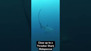 Very close Thresher Shark off Malapascua Philippines shark scubadiving thresher philippines [upl. by Araeic746]