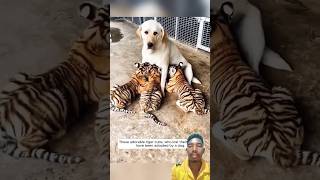 Ek dog sher ki bache ka maa 🦮🦮😲😲 tiger tiger cubs shorts [upl. by Jerri723]