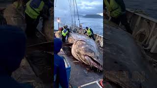 Giant Deep Sea Creature Caught by Fishermen🐙🦑🦀deepseafishing fishingexploration giantseacreature [upl. by Saltzman539]