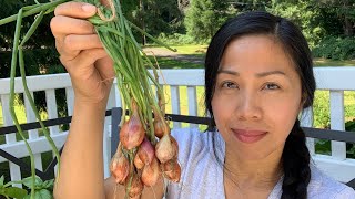 Harvesting Shallots Drying amp Storing Tips [upl. by Nicolas625]