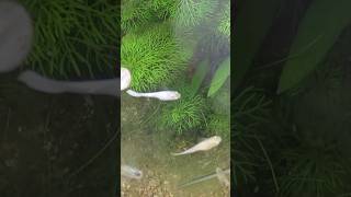 Manual removal of algae from the mini pond in the balcony [upl. by Amesari]