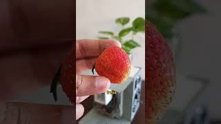 La VERDAD sobre los INSECTOS en las FRESAS al MICROSCOPIO CASERO [upl. by Nale]