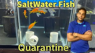 Saltwater fish and Quarantine [upl. by Chelsey572]