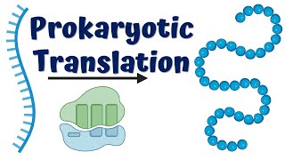 Prokaryotic Translation Initiation [upl. by Hindorff]