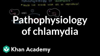 Pathophysiology of chlamydia  Infectious diseases  NCLEXRN  Khan Academy [upl. by Gilligan665]