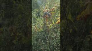 Grey squirrel stealing conkers from European horsechestnut tree squirrel chestnut conkers [upl. by Norse]