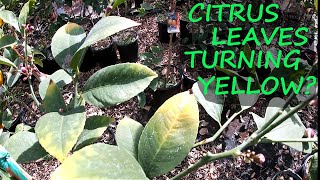 3 Reasons WHY The Leaves On Your Citrus Are YELLOW [upl. by Kinnard]