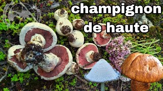 Champignon de haute variété أنواع الفطر البري وسط الجبال والبساتين في الجزائر [upl. by Bille]