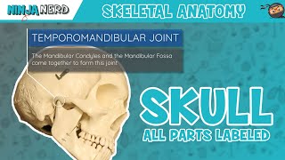 Skull Anatomy  With Labels Updated Version [upl. by Treble]