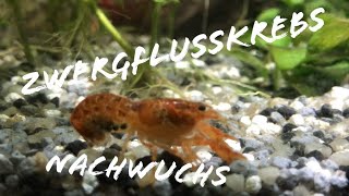 Nachwuchs bei den Zwergflusskrebsen CPO  HD [upl. by Nereids761]