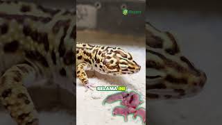 Gecko boleh makan tikus putih ga sih 🦎🐁 Menurut kalian gimana gecko geckomakan geckomakantikus [upl. by Mayram]