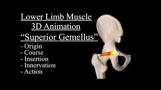 Superior Gemellus Muscle anatomy explained Origin Insertion Nerve Innervation Course 3D Anatomy [upl. by Adila]