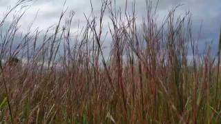 Schizachyrium scoparium or Andropogon scoparius Little Bluestem [upl. by Ymmat]