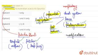 Phyllodes are seen inI Nepenthes II Australian acacia III Opuntia  CLASS 11  MORPHOLOGY OF [upl. by Naimad]