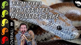 Rosy Boa The Best Pet Snake [upl. by Audsley]