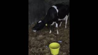 Grass tetany video [upl. by Shelden]