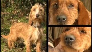 Fawn Brittany Basset Basset Fauve de Bretagne  Pet Dog Documentary English [upl. by Arbma783]