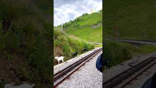 📍Brienz Rothorn Bahn Switzerland 🇨🇭 follow for more daily shorts 🇨🇭 [upl. by Nitz319]