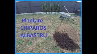 Plantarea Coniferelor Chiparos Albastru [upl. by Melliw]