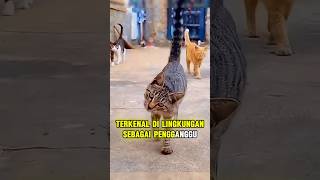 Kucing Nakal Yang Menjadi Pembantu Setia [upl. by Neellok738]