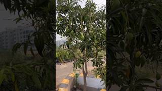 Chinna chettuki enni kaayala 🫣subscribe trending foodie mango season [upl. by Oram]