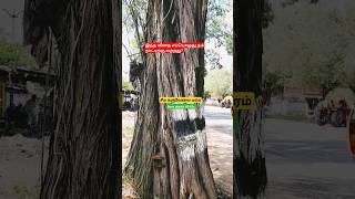 சீமை கருவேல் Save plants till life Prosopis juliflora explorenaturesworldshortvideo [upl. by Tortosa]