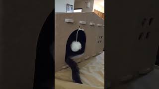 Boodle the tortie kitty exploring her new little house part 2 tortoiseshellcat catcondo [upl. by Buck]