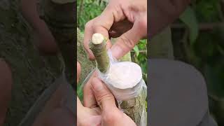 Plant grafting and tree care techniques 2818 [upl. by Odlavu]