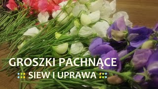 Groszek pachnący  Siew i uprawa groszków pachnących  Praktyczne wskazówki udanej uprawy [upl. by Nira788]