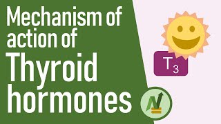 Mechanism of Action of Thyroid Hormones [upl. by Aloap]