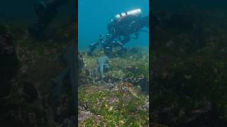 Diving with Marine Iguanas [upl. by Yalc]