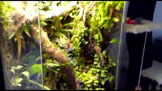 Paludarium vivarium dartfrogs phyllobates bicolor a few months later [upl. by Iago886]