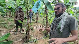 748D Largescale Banana Farming in Indonesia केले की खेती O2 Mantraã O2 Park 8827738222 [upl. by Gifferd705]