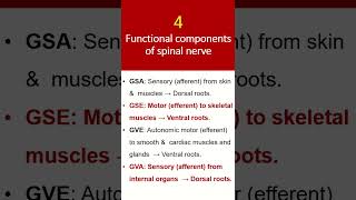 4 functional components of spinal nerve [upl. by Atazroglam633]