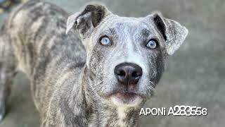 Aponi A283556 [upl. by Vernita]