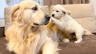 Golden Retriever Reacts to Golden Retriever Puppy [upl. by Ybbob]