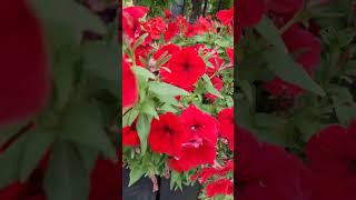 Red Petunia  Red Geraniums redflower redflowers flowers plants outdoorplants ukvlog uk [upl. by Claudy267]