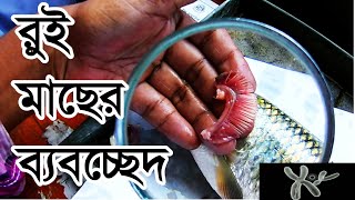 রুই মাছের ব্যবচ্ছেদ HSC  Dissection of Labeo rohita [upl. by Barthol]