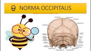 Skull  Posterior view or Norma Occipitalis easy anatomy Hindi [upl. by Noland470]