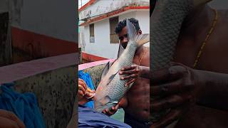 Katal fish breeding video shortsvideo bigfish [upl. by Eicul197]