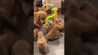 100 Dogs Playing With Kids dogtrending dog cutpet [upl. by Eiznekam]