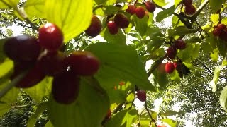 CORNIOLO Cornus mas medicinal plant [upl. by Annoirb]