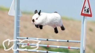 Cute Bunny Jumping Competition  The Cute Show [upl. by Ahsiemat]