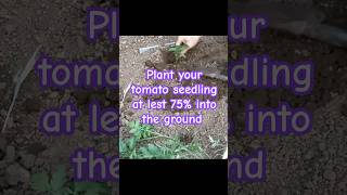 Garden tips 11  Plant 75 of tomato seedling tomato vegetablegardening gardeningtips [upl. by Winzler]